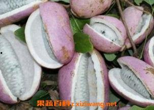 明星吃八月瓜的视频,甜蜜滋味尽享田园风情