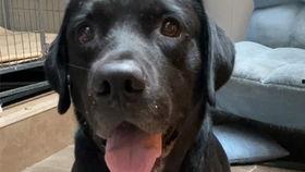 偷瓜吃的拉布拉多视频大全,萌宠偷吃大盘点