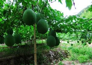 怎么吃生吊瓜视频,跟随视频轻松学会