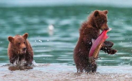 吃瓜小熊潜水视频播放