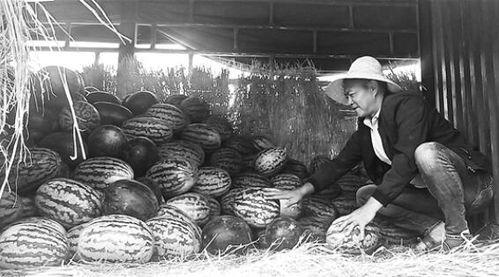 莱芜吃瓜群众事件视频最新,一场网络舆论的风暴与反思