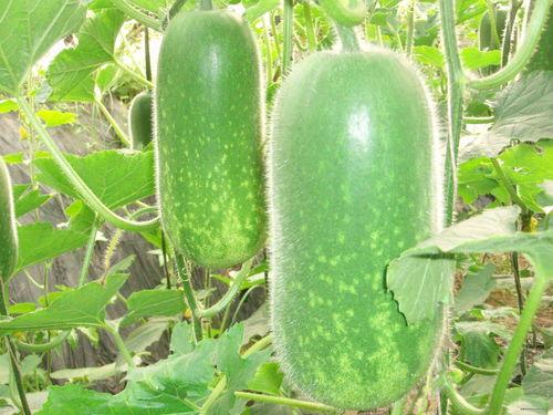 减压吃瓜视频大全,减压吃瓜视频大全精选