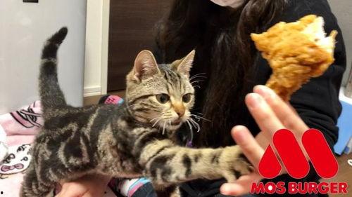 娱乐吃瓜小猫咪视频在线观看,小猫咪吃瓜视频,萌态十足,在线观看必笑