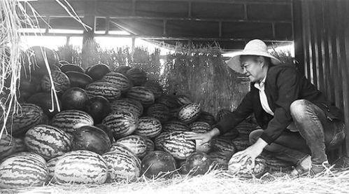 昌吉吃瓜群众事件视频,网络热议背后的真相揭晓