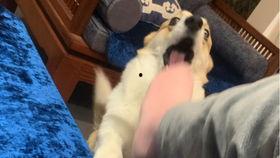 情侣吵架柯基吃瓜视频,萌宠成“吃瓜群众”引网友热议