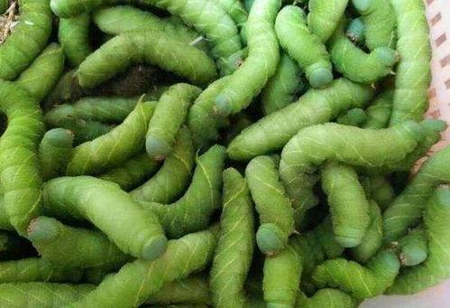 云南吃瓜吃虫子视频